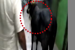 bull interred in Train video Goes viral in Bhagalpur