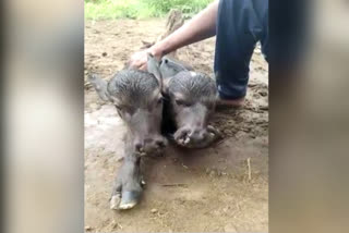 Buffalo gives birth two headed calf in Udaipur  രാജസ്ഥാനിൽ അപൂർവ രൂപത്തിലുള്ള എരുമക്കുട്ടികൾ  രണ്ട് തലയുള്ള എരുമക്കുട്ടി  rare two headed calf in Rajasthan  Rajasthan News