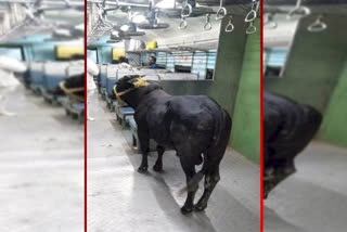 Bull enters in passenger train in Bhagalpur
