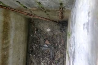 Snakes Rescue in Sandeshkhali
