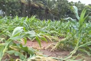 Crop damage due to rain in Davangere