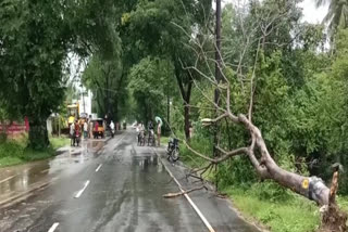 மழை காரணமாக இருசக்கர வாகனத்தின் மீது மரம் விழுந்ததில் இருவர் படுகாயம்