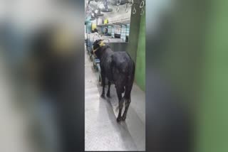 bull travelling inside passenger train  bull travelling in train  viral video of bull  video of bull travelling inside a train  bull travelling train in Bhagalpur Bihar  ട്രെയിനില്‍ സഞ്ചരിച്ച് കാള  ബീഹാറിലെ ഭഗൽപൂരില്‍ ട്രെയിനില്‍ സഞ്ചരിച്ച് കാള  ട്രെയിനില്‍ സഞ്ചരിക്കുന്ന കാളയുട  ട്രെയിനില്‍ സഞ്ചരിക്കുന്ന കാളയുടെ വൈറല്‍ വീഡിയോ  ബീഹാര്‍ വാര്‍ത്തകള്‍  bihar news