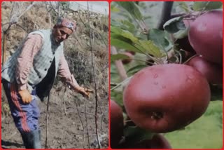 Natural Farming In Himachal