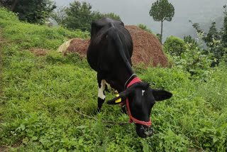 Cattle Keepers in Karsog