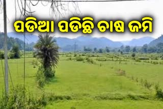 ବନ୍ୟଜନ୍ତୁ ଭୟରେ ଚାଷ ଛାଡିଲେ ଚାଷୀ, ବନ ବିଭାଗ ଚୁପ