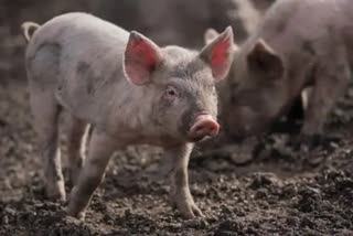 Scientists restore cell  organ function in pigs after death  latest science news  ചത്തശേഷവും പന്നികളിൽ ജീവന്‍റെ തുടിപ്പ്  new developments organ transplantation  അവയവമാറ്റ ശസ്ത്രക്രിയ  ചത്തശേഷം അവയവം പുനരുജ്ജീവിപ്പിച്ചു