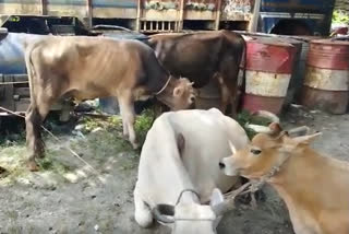 smuggled cattle seized in manikpur