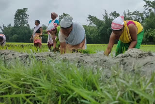 farmers affected by floods are working on farms