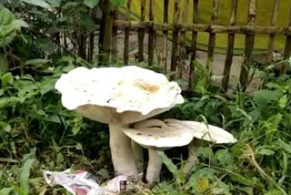 People Gather to See Giant Size Mushroom Which is Grow Up One Day Rain in Jiaganj