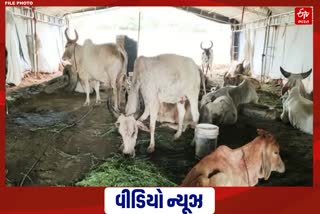 ઓહ! લમ્પી વાઈરસથી મૃત્યુ પામેલા પશુઓનો આ રીતે થાય છે નિકાલ...