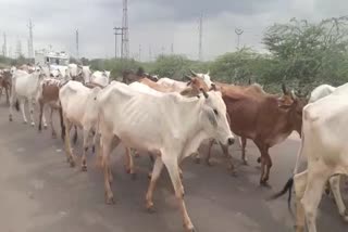 Goat pox vaccine for Lumpy skin disease