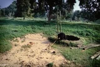 Bear Rescue in Koriya