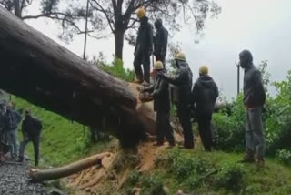 நீலகிரியில் வீட்டின் மேல் விழுந்த ராட்சத மரம்; ரயில் போக்குவரத்து பாதிப்பு