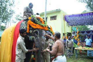 The Forest Department bid farewell to the elephants