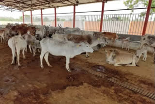 Mass vaccination of cattle needed to tackle lumpy skin disease in India