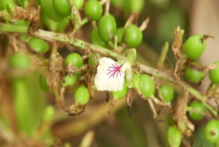 Cardamom price rise  idukki news  Cardamom price increased in kerala  cardamom price  ഏലത്തിന് വില ഉയര്‍ന്നു  ഏലം വില  ഇടുക്കി വാര്‍ത്ത  ഏലം ഉത്‌പാദനക്കുറവ് കര്‍ഷകര്‍ക്ക് തിരിച്ചടി