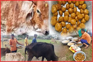ayurvedic remedies ladoo for cow