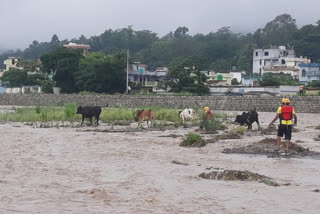 cow rescue in uttarakhand