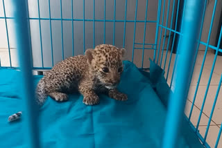 14 Month Old Panther Cub Died