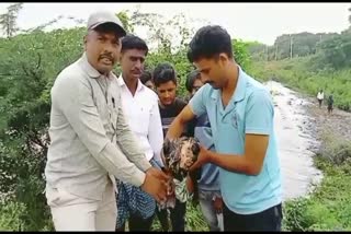 peacock-protection-in-tumakuru