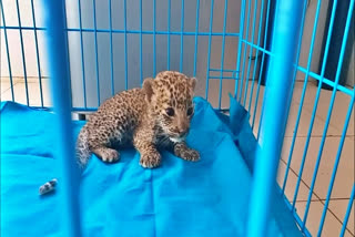 Rajasthan: Panther cub Died in Nahargarh Biological Park in Jaipur