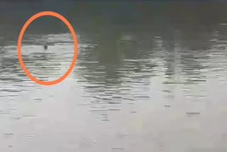 UJJAIN LIVE VIDEO MAN DIED DUE TO DROWNING IN SHIPRA RIVER