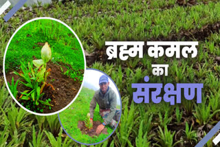 Brahma kamal in Kedarnath Dham