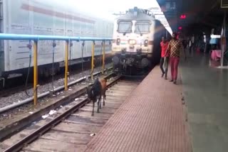 Bina Railway Platform Bull