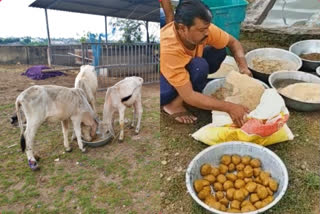 Gujarat: BJP turns to Ayurvedic laddoos for cows hit with deadly lumpy disease