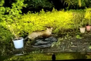 VIDEO : Leopard was seen in Navsari at midnight, atmosphere of fear