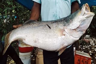 Bhetki Fish