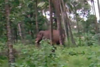 wild elephant attack in Kanjikode Palakkad  wild elephant  wild elephant attack  palakkad  palakkad kanjikode  പാലക്കാട്  പാലക്കാട് ഒറ്റയാൻ  കഞ്ചിക്കോട്‌ ഒറ്റയാനിറങ്ങി  ഒറ്റയാൻ കൃഷി നശിപ്പിച്ചു  വല്ലടിയിൽ ഒറ്റയാനിറങ്ങി  പി ടി 5 ഒറ്റയാൻ  കഞ്ചിക്കോട്‌