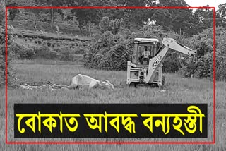 কলিয়াবৰৰ কেলিডেন চাহ বাগিচাৰ বোকাত আবদ্ধ এটা বন্যহস্তী