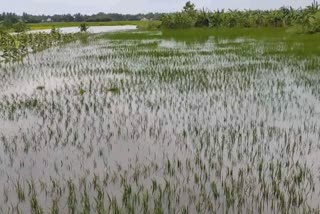 கொள்ளிடம் வெள்ளப்பெருக்கு: குறுவை சாகுபடி பயிர்கள் நீரில் மூழ்கியதால் விவசாயிகள் வேதனை!