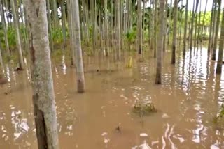lake-water-rushed-in-to-the-arecanut-plant