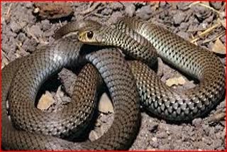 Etv BharatFarmer died after being bitten by snake