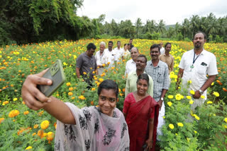 Marigold Farming in Edayoor  Sulabha Vegetable Farmers Producers Association  എടയൂരില്‍ ചെണ്ടുമല്ലികള്‍ പൂത്തു  ഓണ വിപണി  സുലഭ പച്ചക്കറി കർഷക ഉല്‍പ്പാദക കൂട്ടായ്മ  ചെണ്ടുമല്ലി കൃഷി  ചെണ്ടുമല്ലി പൂവുകള്‍