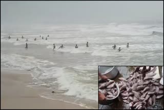 Gobra fishes are coming to the beach in bhatkal