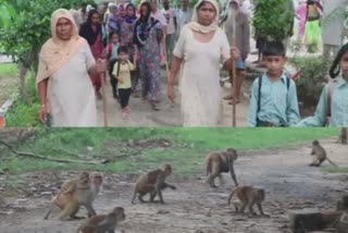 Terror of monkeys in Alampur village of Sangrur