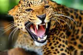 MP Cheetah Project 6 leopards entered MP Kuno National Park enclosure meant for cheetahs 2 evacuated