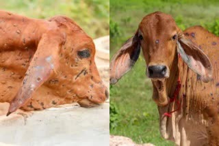 Burhanpur Lumpy Skin Disease