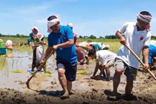 Bihpuria MLA busy with agricultural work