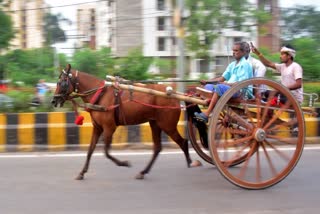 prayagraj horse carriage race