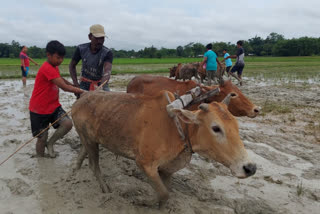 students busy in paddy field at moran