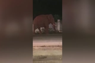 Elephant  നാട്ടുകാരെ വിറപ്പിച്ച് ബാഹുബലി  കാട്ടാന  ഒറ്റക്കൊമ്പന്‍  തമിഴ്‌നാട്  തമിഴ്‌നാട് വാര്‍ത്തകള്‍  കാട്ടാനയിറങ്ങി  ചെന്നൈ  ചെന്നൈ വാര്‍ത്തകള്‍  ദേശീയപാത  national news  national news today  national news today 2022  india news latest national news  latest breaking news