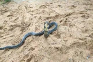 king cobra rescued in nayagarh adagaon