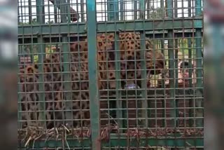 Leopard captured in Davangere