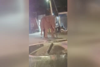 Elephant Bahubali Terrified Drivers