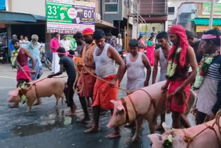 மாலை மரியாதையுடன் பன்றிகளை ஊர்வலமாக செல்லும் வினோத வழிபாடு